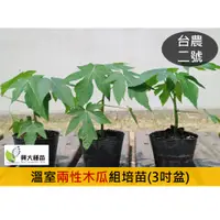 在飛比找蝦皮購物優惠-台農二號 兩性木瓜苗(組培苗)(3吋盆)