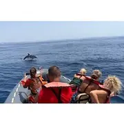 Save 7.00%! Dolphins & Benagil Caves with Biologist guide