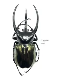 在飛比找露天拍賣優惠-Chalcosoma chiron janssensi.高卡