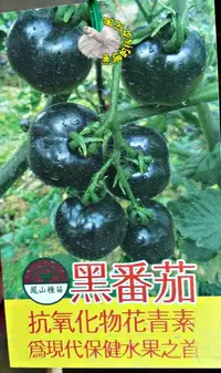在飛比找樂天市場購物網優惠-[黑番茄盆栽 花青素含量超高 黑色番茄苗 ] 室外植物 5吋