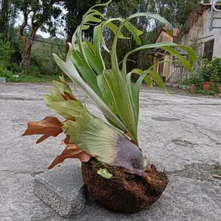 上板普哇鹿角蕨 鹿角蕨 普鹿 交 爪哇 Platycerium  植栽 綠化 裝飾 18原生種