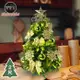 摩達客耶誕-2尺/2呎(60cm)特仕幸福型裝飾綠色聖誕樹 (果綠金雪系全套飾品)超值組不含燈/本島免運費