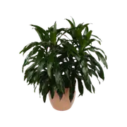 300mm Dracaena Janet Craig - Dracaena deremensis