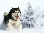 SIBERIAN HUSKY GLOSSY POSTER PICTURE PHOTO dog puppy wolf sled cool snow 1776