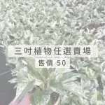 【GARDENERS】三吋小品植物任選50元-1入(觀葉植物/室內植物/綠化植物)