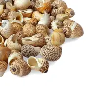 Tiger Moon Sea Shells For Crafts Art Decor Natural Sea Shells 1/2 Pound