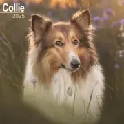 Collie Calendar 2025 - Square Wall Calendar