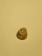 Hand Picked Hawaiian Sea Shell - Polished Nerite Shell