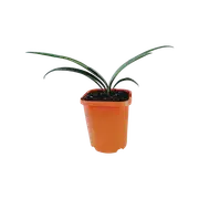 1.1L Clivia Orange - Clivia miniata