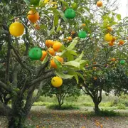 Sticky Fruit Fly Trapping Ball Fly Catching Sticky Device Glue Fly Trapping Ball