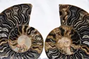 Large Black Ammonite PAIR Crystals 110myo Dinosaur age FOSSIL 120mm 4.8" 2432cc