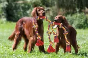 Pet toys for dogs , long 4 feet Rope Tug of War and Interactive Fun!