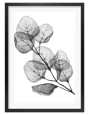 [Profile Australia] Australian Made Transparent Eucalyptus Silver Dollar Leaves Art Print A3 in Black Frame