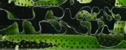 Olive Water Mesh BTW82KSM Acrylic (2 pc) Knife Scale 1/4" x 1 1/2" x 5"