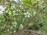 Buy Tea Tree - Lemon Scented Plants - Leptospermum petersonii