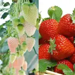 批髮水果草莓種子盆栽草莓四季都可以種100粒四季易播陽臺種苗【惠農園藝】