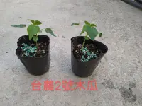 在飛比找Yahoo!奇摩拍賣優惠-^花草巷弄^ 3吋盆 / 台農二號 / 木瓜苗 / 實生苗 