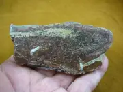 DF-368-11) 8 oz prime rib Fossil REAL DINOSAUR Bone Slice Jurassic dinos fossils