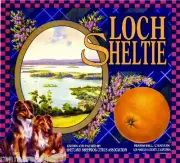 Marshall Canyon Loch Sheltie Collie Dog Orange Citrus Fruit Crate Label Print