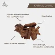 KAIPHAL CHHAL – KAYPHAL CHAAL – KAYFAL – MYRICA NAGI – MYRICA ESCULENTA