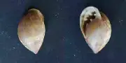#P200 Ellobiidae Pythia Scarabacus Linne, E. India, 34.9mm land snail shell