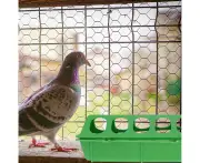 GANAZONO 3pcs Flip Top Chicken Feeders Small Poultry Feeder Drinker Feeding Tray with Holes Bird Trough Tool for Home Farm Chick Feeder