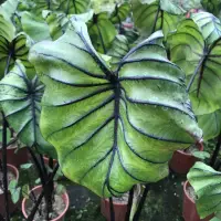 在飛比找蝦皮購物優惠-糀町雨林植物💮法老王面具水芋Colocasia Paraoh