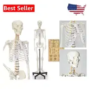 Flexible Human Skeleton Model 70.8" - Includes Chart & Dust Cover for Students