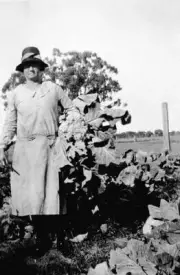 Woman Holding Cauliflower Mildura District Victoria 1925 Old Photo