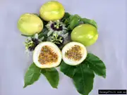 Passionfruit Panama Gold Tree - Passiflora flavicarpa