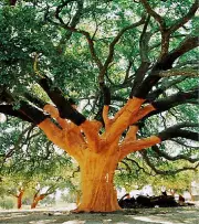 Quercus suber 10+ seeds cork oak evergreen oak tree seed Acorns semillas graines