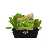 Punnet Lettuce Baby Cos - Lactuca Sativa