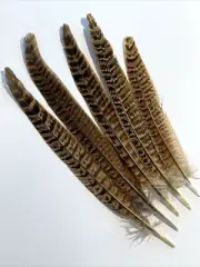 5pcs Natural Pheasant Feathers 17-23cm DIY Art Craft Millinery Smudge Fan Cake