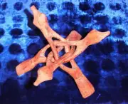 8" WOODEN DISPLAY STAND SEA SHELL DECOR CORAL