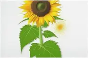 Sunflower and Weed Floor Mat Modern Non-Slip Rug Front Door Mat Indoor Entryway Rug Outdoor Absorbent Kitchen Rugs for Home Entrance Floor Easy Clean 23.6"x 15.7"
