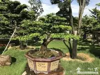 在飛比找Yahoo!奇摩拍賣優惠-各種日式雕塑羅漢松/桂花/雞蛋花/松樹類等庭園盆栽