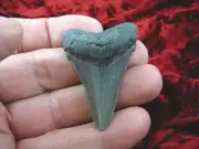 (s256-10) 2-1/8" Fossil MEGALODON Shark Tooth Teeth JEWELRY love sharks specimen