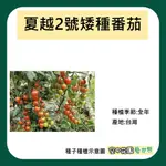 【台灣出貨 電子發票】夏越二號矮種番茄種子 1顆 菜籽 種子 小番茄 水耕 田園 種菜 種田 空中花園藝世界