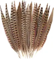 20Pcs Male Pheasant Feather Natural Ringneck Tails Feathers 8-10Inch 20-25Cm for