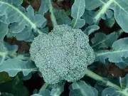 Broccoli Waltham - Heirloom Vegetable by Life-Force Seeds Australia