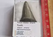 Fossil Mako Shark TOOTH -STUNNING LARGE TOOTH - BELGIUM 4cm