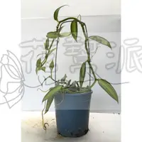 在飛比找蝦皮購物優惠-花幫派_香草水果苗—黃斑香草蘭--有”香料皇后”的美譽~莖蔓