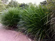 Buy Lomandra Little Pal Clumping Grass (Lomandra confertifolia)