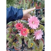 在飛比找蝦皮購物優惠-仙人掌 彩草球7號 多肉植物