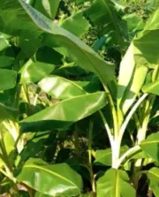 BANANA LEAVES 1 Pound Fresh Never Frozen Hand Picked High Quality Ships Fast Fre