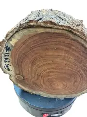 1262 Sugi(Japanese pine tree) WOOD CARVING,PEN BLANKS,SCALES,BOWLS,