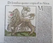 African Lion Zoological View 1598 Munster Cosmography leaf print