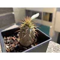 在飛比找蝦皮購物優惠-魔界玉 Pachypodium makayense