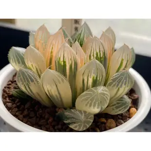 百合科 ハオルチア Haworthia 一物一拍 ｜胭脂玉露錦T17