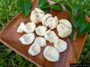 Buy Lilly Pilly Coolamon Tree in Australia Syzygium mooreii